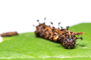 Common Commander caterpillars