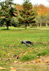 Crow walking through the grass and searching for food.