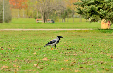 Crow walking through the grass and searching for food.