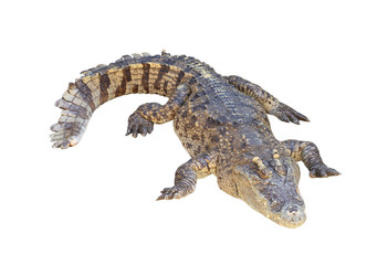 Crocodile isolated on white background