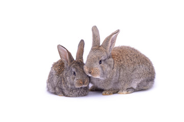 Rabbit sitting on white background