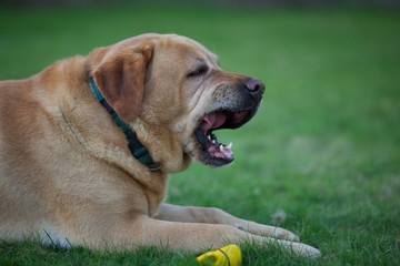 the dog licked on the grass