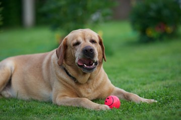 	

 Labrador Retriever lying on the grass with a bright pink ball