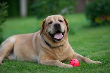 	

 Labrador Retriever lying on the grass with a bright pink ball