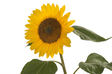 Sonnenblume, Helianthus annuus, geh&ouml;rt zur Familie der Korbbl&uuml;tler.