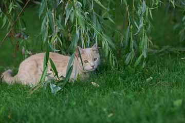 	

 A young cat lying on the grass in the branches