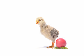 Little chicken animal with easter eggs on white
