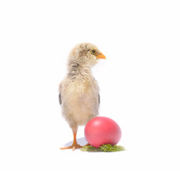 Little chicken animal with easter eggs on white