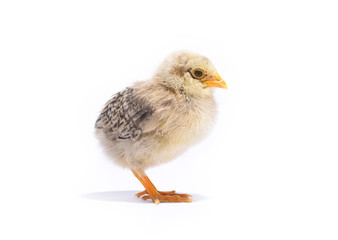 Little chicken animal on white