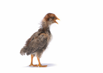 Little chicken animal on white
