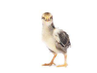 Little chicken animal on white