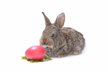 rabbit and easter eggs on  white background