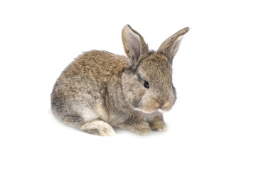 Rabbit sitting on white background