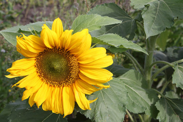 The yellow sunflower growing in a garden in summer day