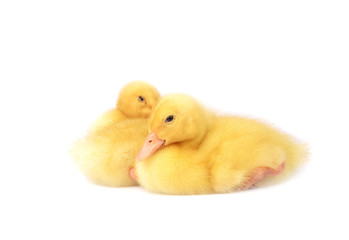 Ducklings isolated on white
