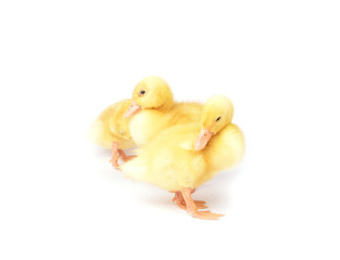 Ducklings isolated on white