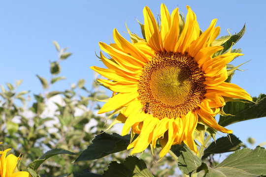 Yellow sunflower a background of the blue sky in summer day
