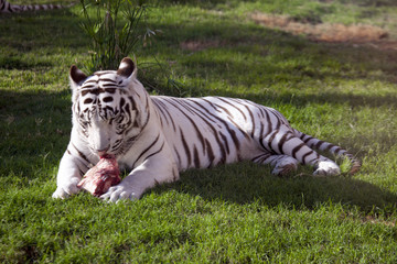 Naklejka premium White tiger eating fresh meat