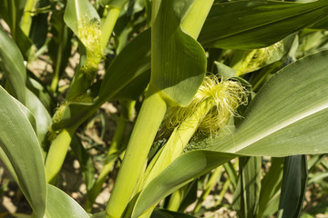 Fototapeta premium corn growing in the field