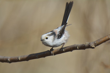 Long tailed tit ( aegithalos caudatus )
