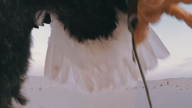 Bald Eagle flying towards camera crash cam
