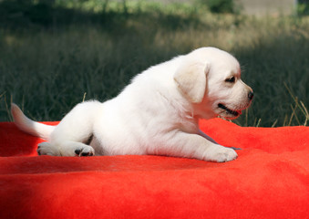a nice labrador puppy on a red background