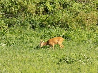 Doe grazing on meadow
