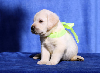 nice labrador puppy on a blue background