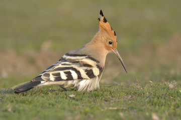 Hoopoe bird in natural habitat (upupa epops)