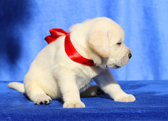 nice little labrador puppy on a blue background
