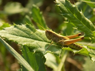 Grasshopper on leaf