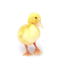 Duckling young baby duck