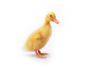 Duckling young baby duck
