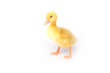 Duckling young baby duck