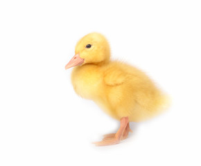 Duckling young baby duck