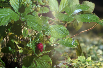 Wild strawberry bush