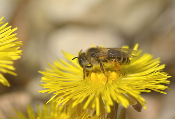Bee on yellow flower, in spring day