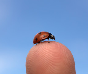 Ladybug, Coccinella septempunctata on finger