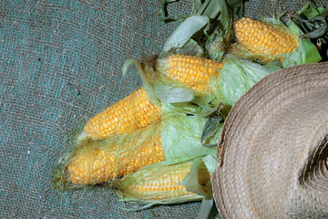 corn cob hat nature © alexkich