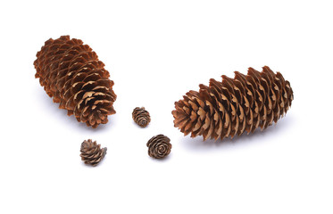 Fir cones