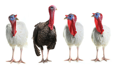 Turkeys