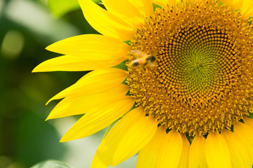 Obraz premium Bee and Close Up Sunflower