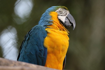 Guyane - Zoo - Août 2015