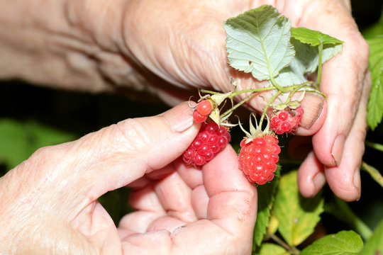 harvest raspberries on the bush