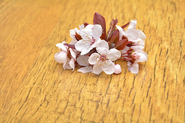 Obraz na płótnie Canvas Flowers of prunus cerasifera