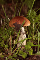 boletus edulis