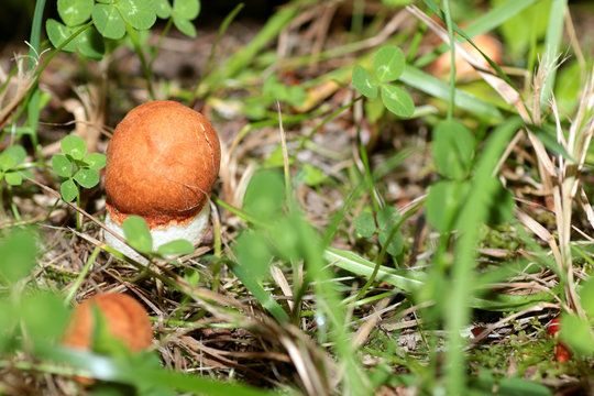 aspen mushrooms in the forest