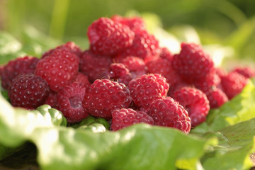 raspberry on a green leaf