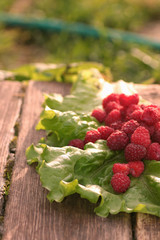 raspberry on a green leaf