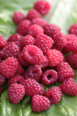 raspberry on a green leaf